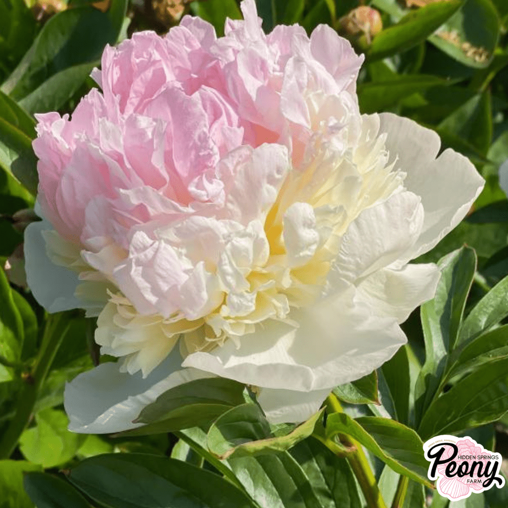 Raspberry Sundae Peony — Hidden Springs Peony Farm